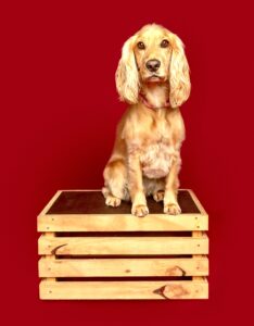 Golden Cocker Spaniel sitting on wooden box
