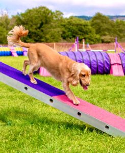 Golden Cocker Spaniel walking down an agility ramp