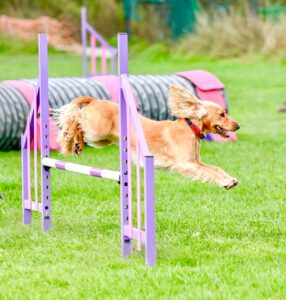 Golden Cocker Spaniel jumping over an agility pole
