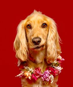 Golden Cocker Spaniel  lifting lip with a flower chain