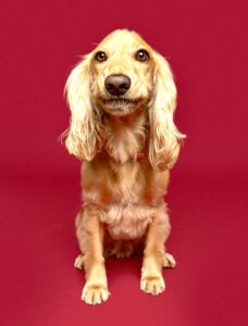 Golden Cocker Spaniel  smiling for the camera