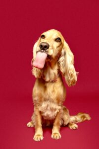 Golden Cocker Spaniel  sticking her tongue out