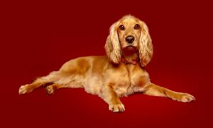 Golden Cocker Spaniel  lying down for a photograph