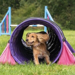 Golden Cocker Spaniel running through agility tunnel