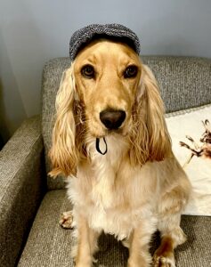 Golden Cocker Spaniel wearing a flat cap