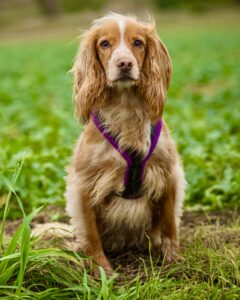 Working Cocker Spaniel sitting for camera with a purple harness