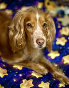 Working Cocker Spaniel laying down on purple blanket