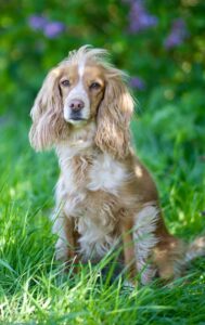 Working Cocker Spaniel sitting in long grass
