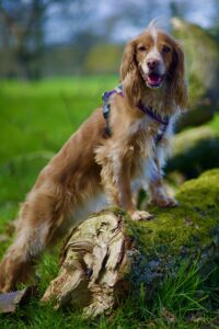 Working Cocker Spaniel with paws up on tree trunk with tongue out