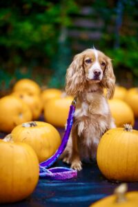 Working Cocker Spaniel sitting with pumpkins at halloween