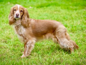 Red and White Working Cocker Spaniel side profile looking at the camera