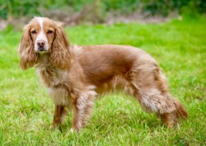 Red and White Working Cocker Spaniel side profile looking at the camera