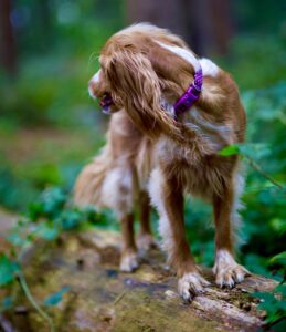 Working Cocker Spaniel standing on a log with purple collar
