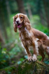Working Cocker Spaniel with its paws up on a log