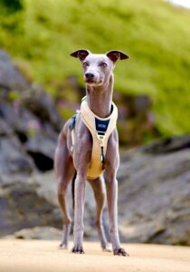 Grey Whippet at the beach wearing a harness