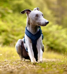 Grey Whippet sitting with front paws on tree trunk