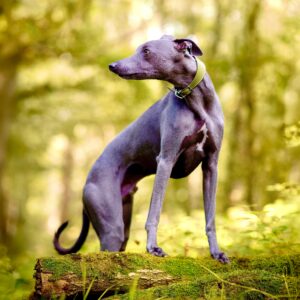 Grey Whippet standing on log looking to the left