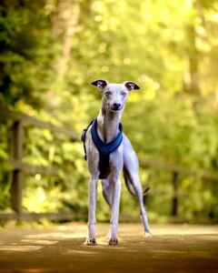 Grey Whippet wearing blue scarf