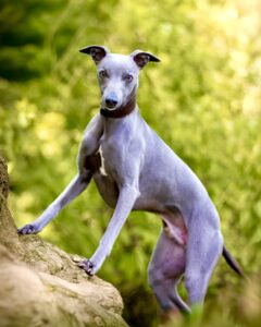 Grey Whippet looking at the camera