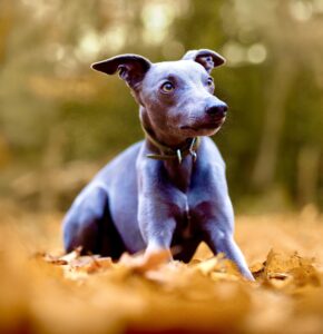 Grey Whippet sitting down in the leaves