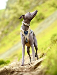 Grey Whippet in nature looking up to the right