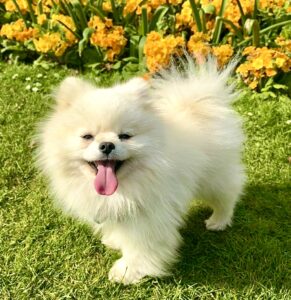 Happy White Pomeranian with yellow flowers