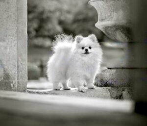 White Pomeranian black and white photograph