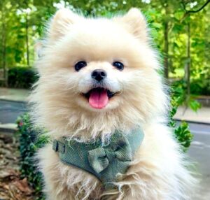 White Pomeranian with green harness on
