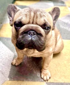 Tan French Bulldog sitting for camera