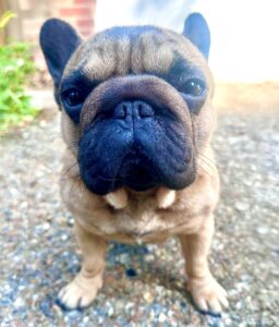 Tan French Bulldog standing for photograph