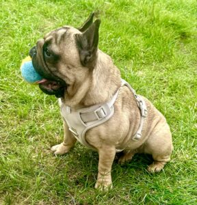 Tan French Bulldog sitting on grass with a ball in its mouth