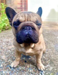 Tan French Bulldog sitting for a photo