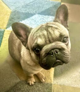 Tan French Bulldog looking up at the camera