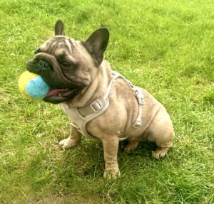 Tan French Bulldog smiling with a ball in its mouth