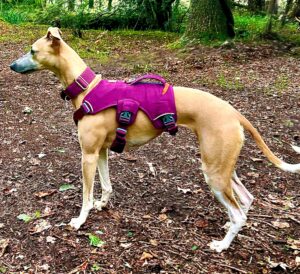 Fawn and White Whippet side profile with purple harness and collar