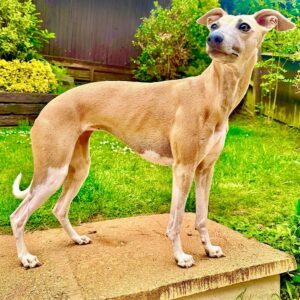 Fawn and White Whippet side profile