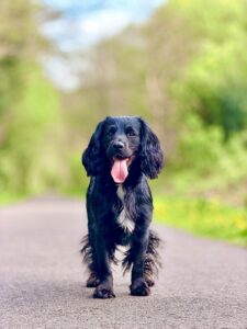 Black Cocker Spaniel with its tongue out
