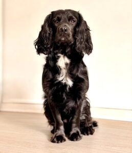 Black Cocker Spaniel sitting for a photo