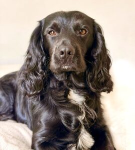 Black Cocker Spaniel close up headshot