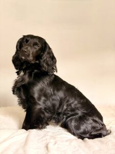 Black Cocker Spaniel side profile left