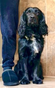 Black Cocker Spaniel sitting next to owners leg