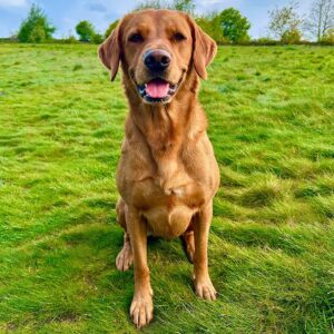 Red Goldador sitting happily on grass and posing for photo