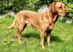 Red Goldador standing on grass looking to the right