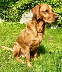 Red Goldador sitting on grass looking to the right