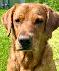 Close up photo of Red Goldador