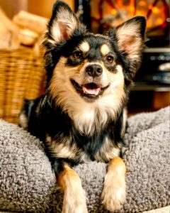 Black, Tan and White Pomeranian Crossbreed sitting on dog bed