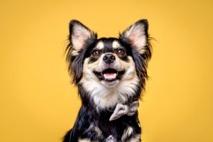 Black, Tan and White Pomeranian Crossbreed looking happy for a photo