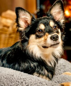 Black, Tan and White Pomeranian Crossbreed close up on dog bed