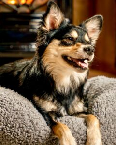 Black, Tan and White Pomeranian Crossbreed with paws dangling on bed