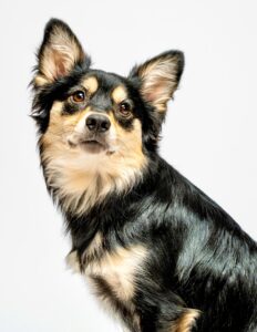 Black, Tan and White Pomeranian Crossbreed sitting left but looking towards the camera